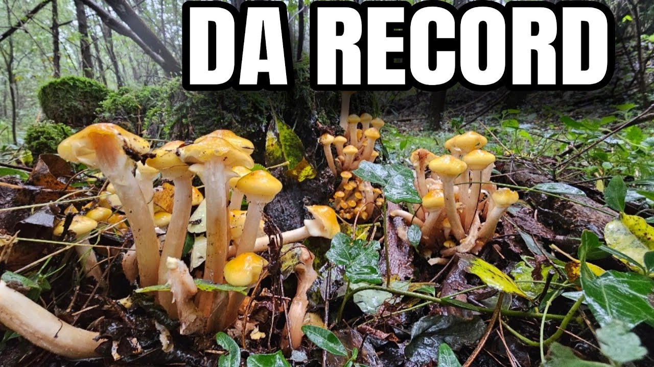 FUNGHI CHIODINI 2024! UNA RACCOLTA DA RECORD
