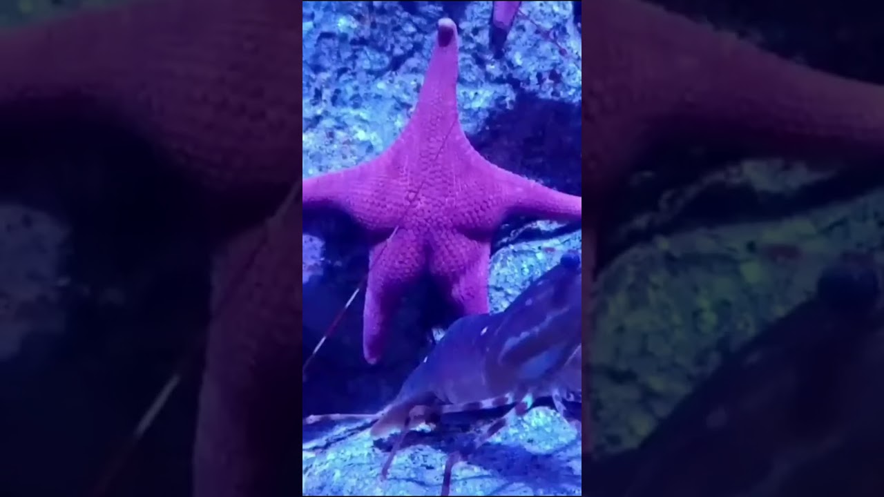 Patrick In Real Life | Patrick Starfish #shorts #patrick #spongebob