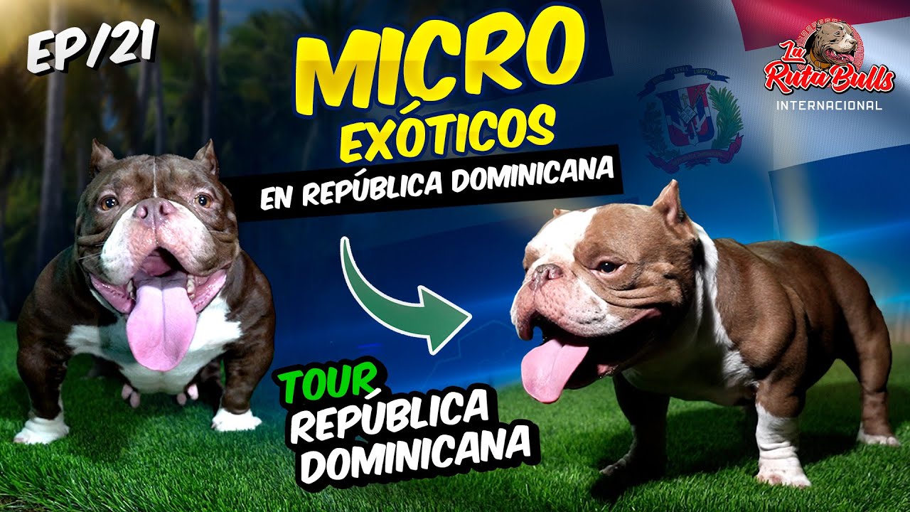 🔴Descubre los MICRO EXÓTICOS BULLY de República Dominicana
