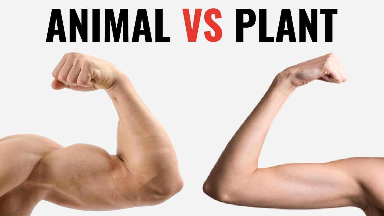 Animal Protein vs Plant Protein for Muscle Growth