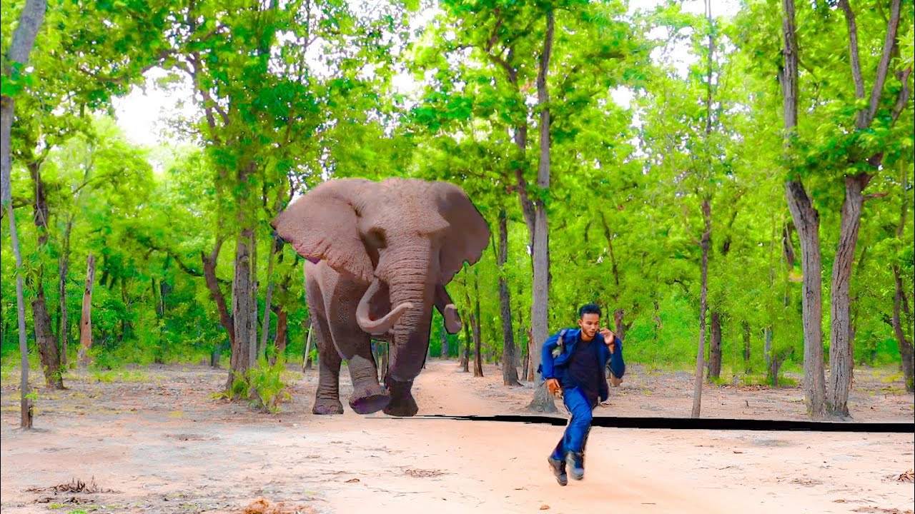 Elephant Attack In Forest