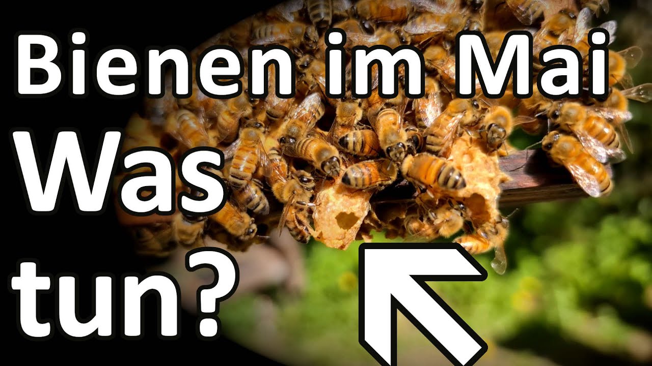 Bienen im Mai - Schwarmzellen werden abgetragen - was ist zu tun?