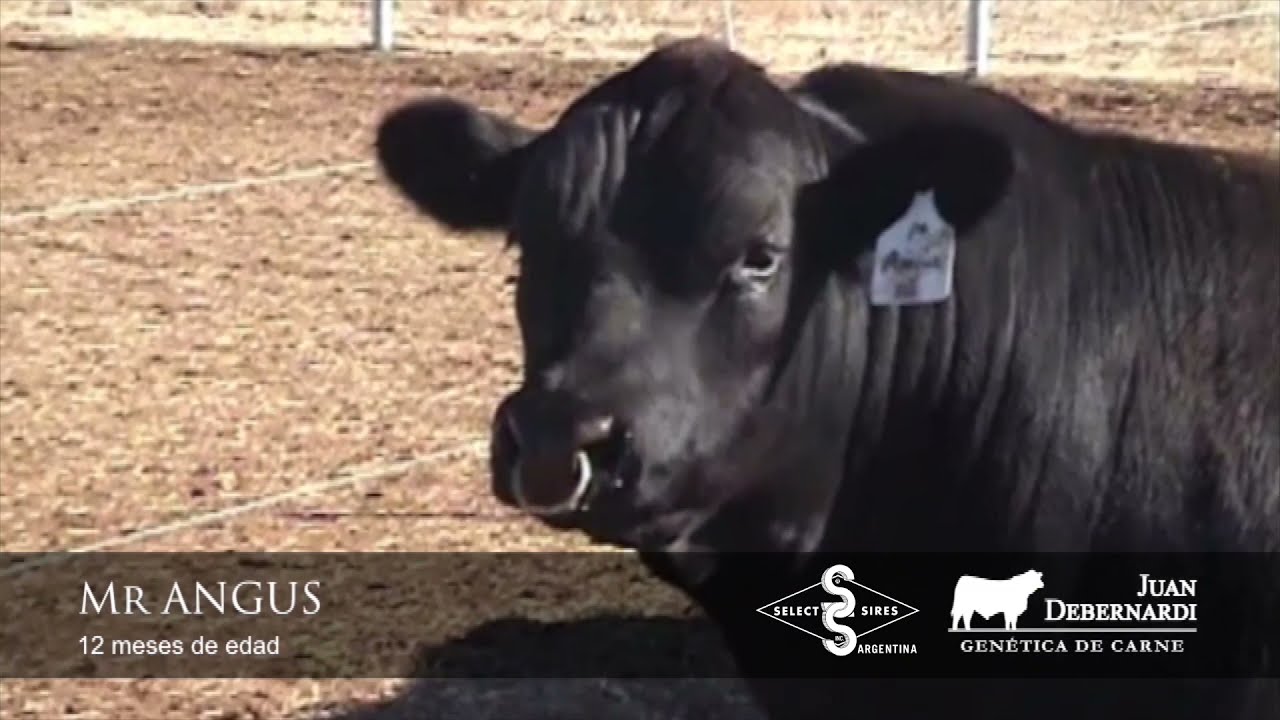 Mr Angus - Angus Negro