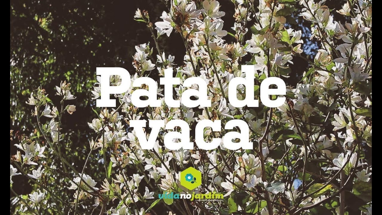 Pata de vaca