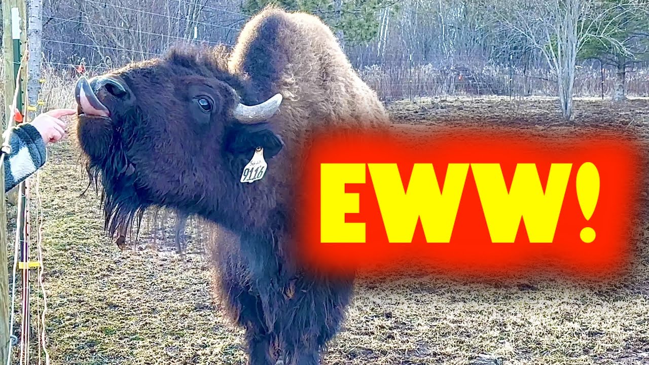 Flapping Bison Tongue! What's That About???