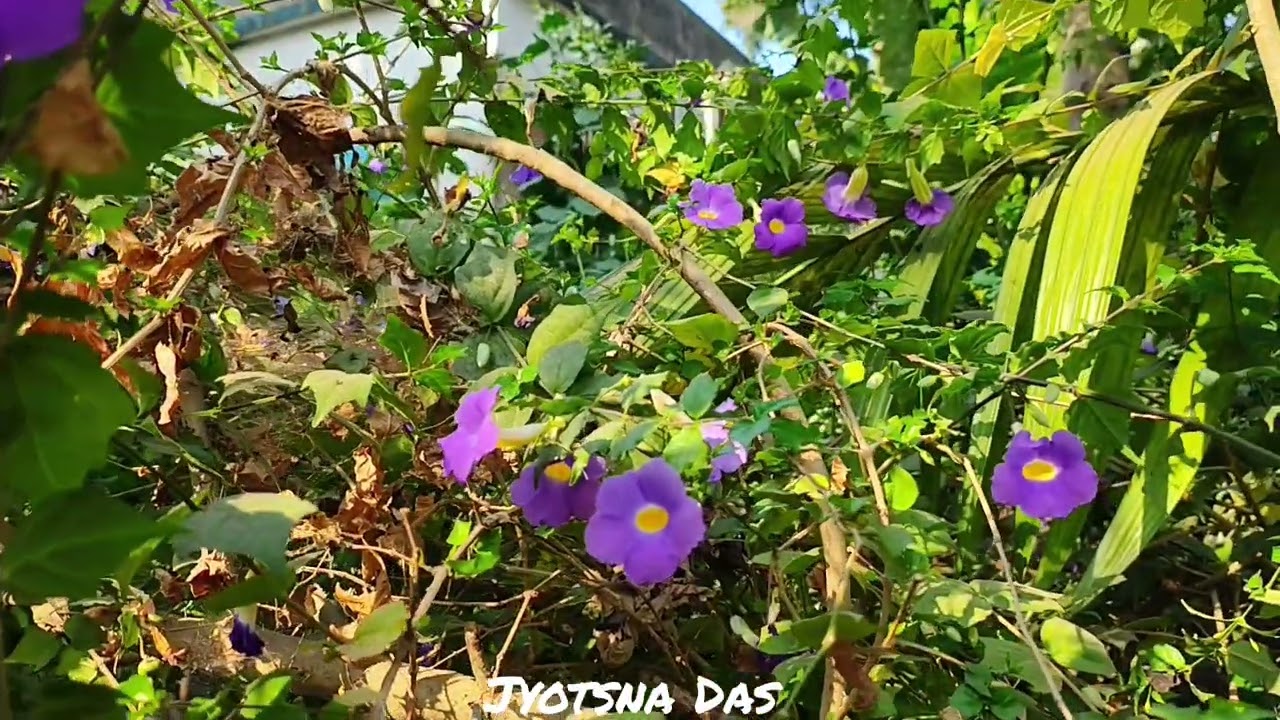How to grow Flowering Plant in Home Garden #gardening #backyardgardening #backyardgarden 