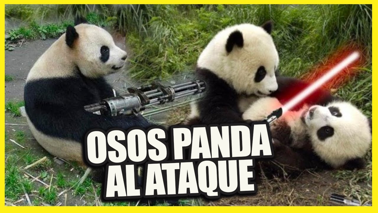 OSOS PANDA AL ATAQUE