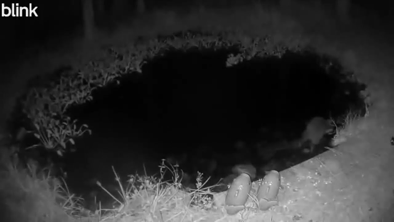 🦝 RACCOON IN POND | WILD FLORIDA AT NIGHT | WILDLIFE CAUGHT BLINK CAM SERIES