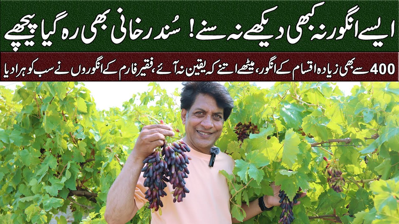 Rare Grapes in Pakistan | Cotton Candy, Paris Secret, Lamborghini & More | Arshad VLOG Returns