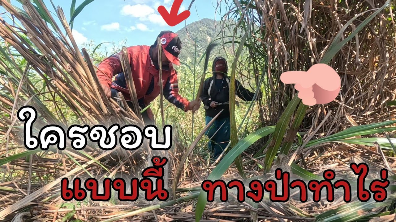 25 มกราคม ค.ศ. 2026วันหนี้พาเมียเข้าป่าทางป่าทำไร่เพื่อชีวิตการเป็นอยู่ในครอบครัว