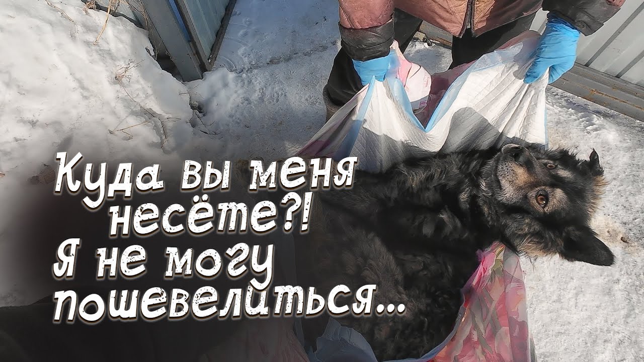 Приехала переломанная собака. Что будет спустя 10 дней?!