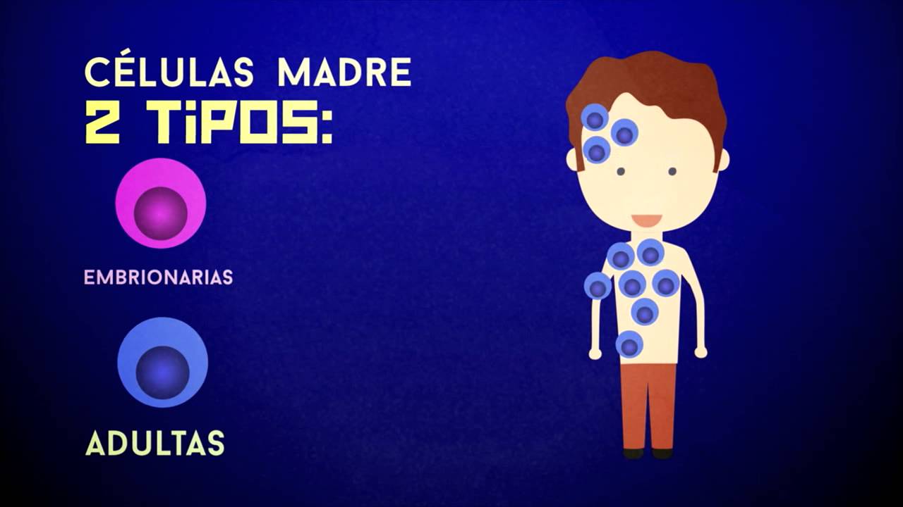 Ciencia express: Qu&eacute; son las c&eacute;lulas madre