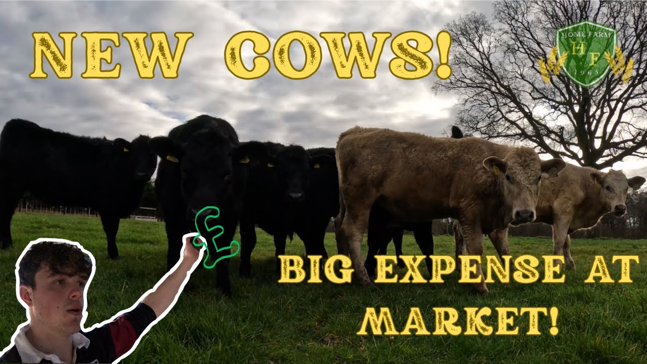 cows arrive! We went to market!