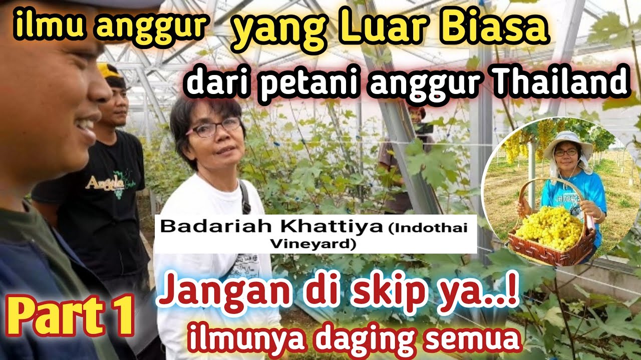 Kunjungan petani anggur Thailand, Indothai vineyard ke Anggola Garden , ilmunya daging //Part 1