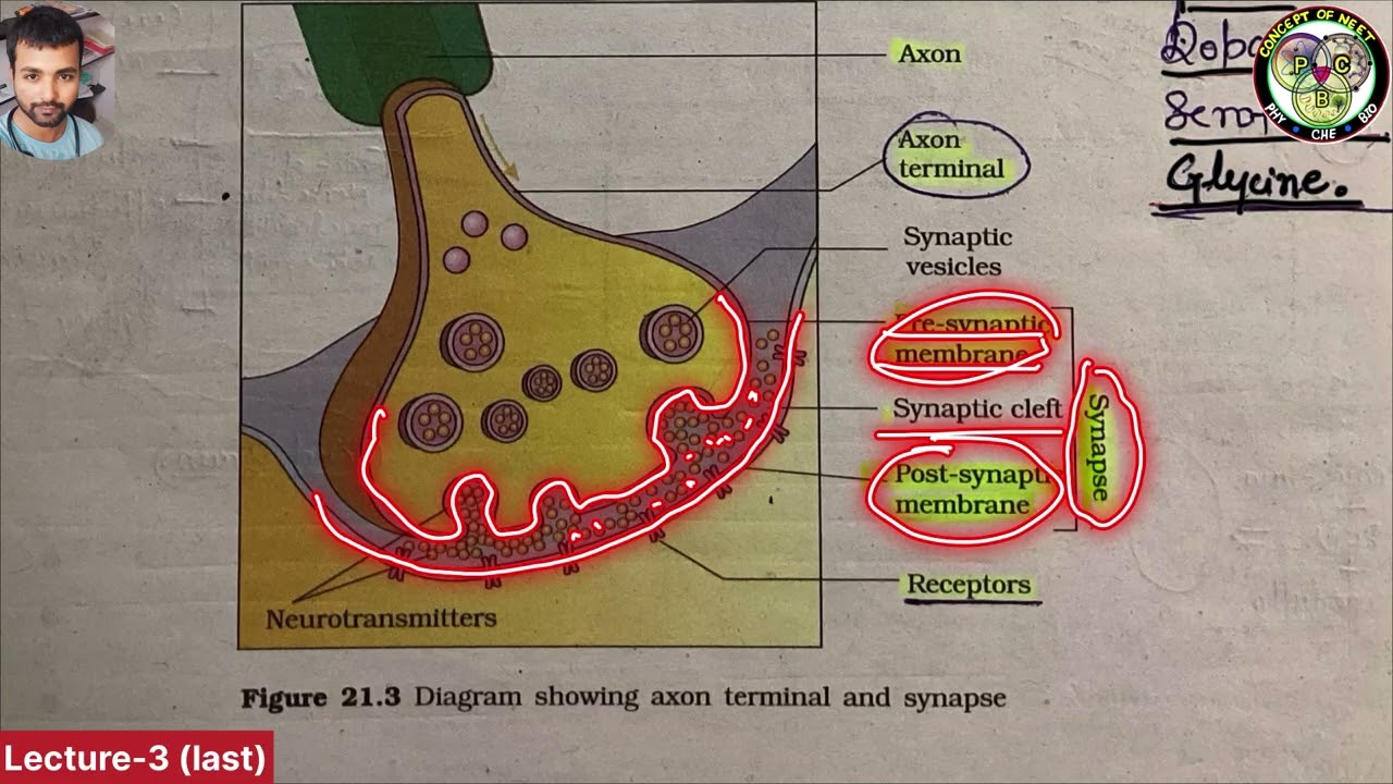 Lec-3 Neural control and coordination class-11 | NCERT LINE TO LINE | NCERT HIGHLIGHTS