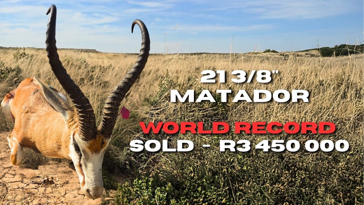 WORLD RECORD Springbuck 'MATADOR' sold for R3.45 MILLION - MEGA SPRINGBUCK