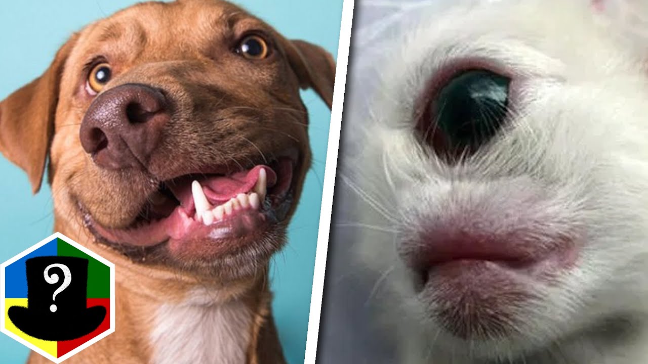 TOP 7 Specielle Dyr!