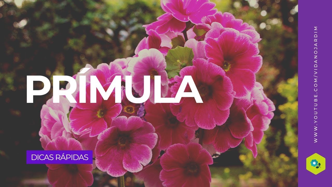 Prímula