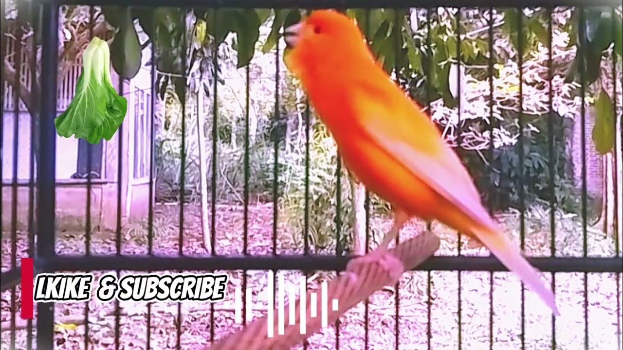 MASTERAN KENARI PALING BAGUS || UNTUK PANCINGAN BURUNG KENARI YANG MALAS BUNYI
