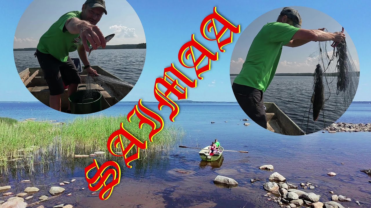 Sisko ja sen veli verkoilla Saimaalla heinäkuussa // Muikkua ja kuhaa