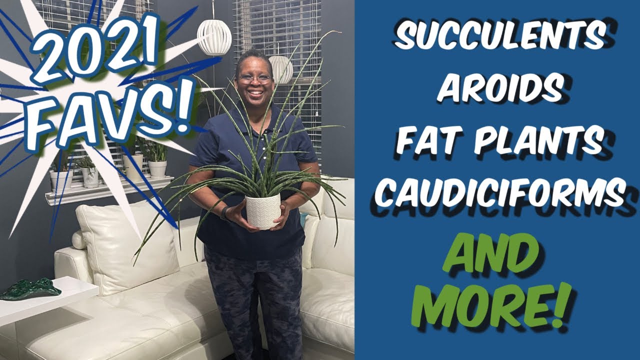 256: A Few Of My Favorite Plants In 2021! | Tropicals, Succulents, Caudex & More | 2022 Chat