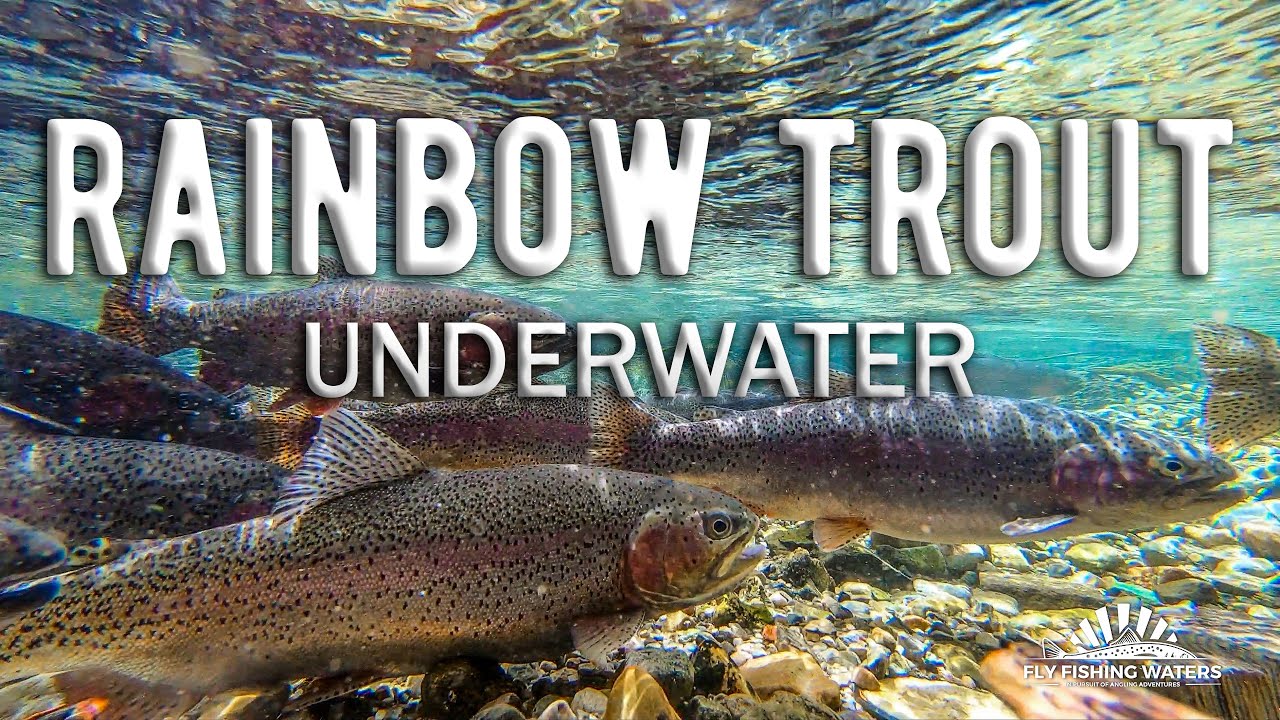 Rainbow Trout Underwater 2 Hour Video with Relaxing Music - Nature Video for Fly Fishing Enthusiasts