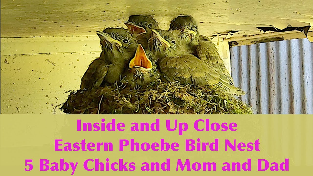 Inside and Up Close - Eastern Phoebe Bird Nest - 5 Chicks and Mom & Dad and Lots of Bugs & Insects