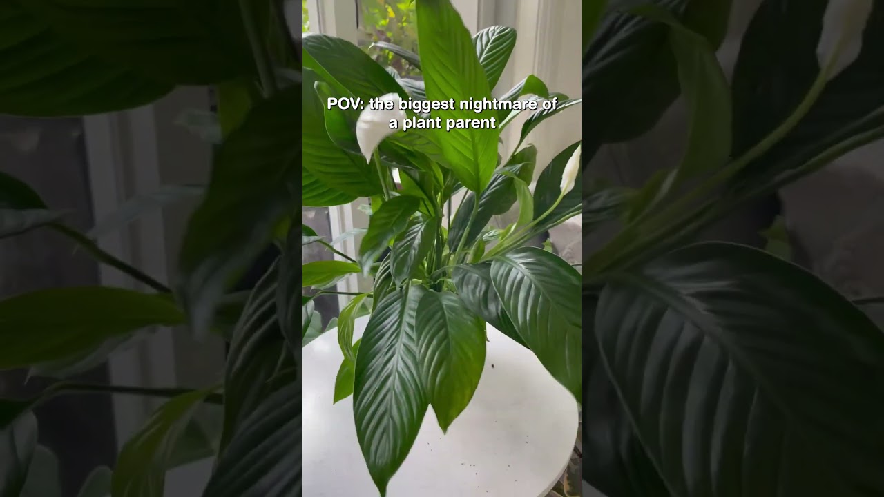 The biggest nightmare of a plant parent #plants #plantparent #houseplants #indoorplants #fun