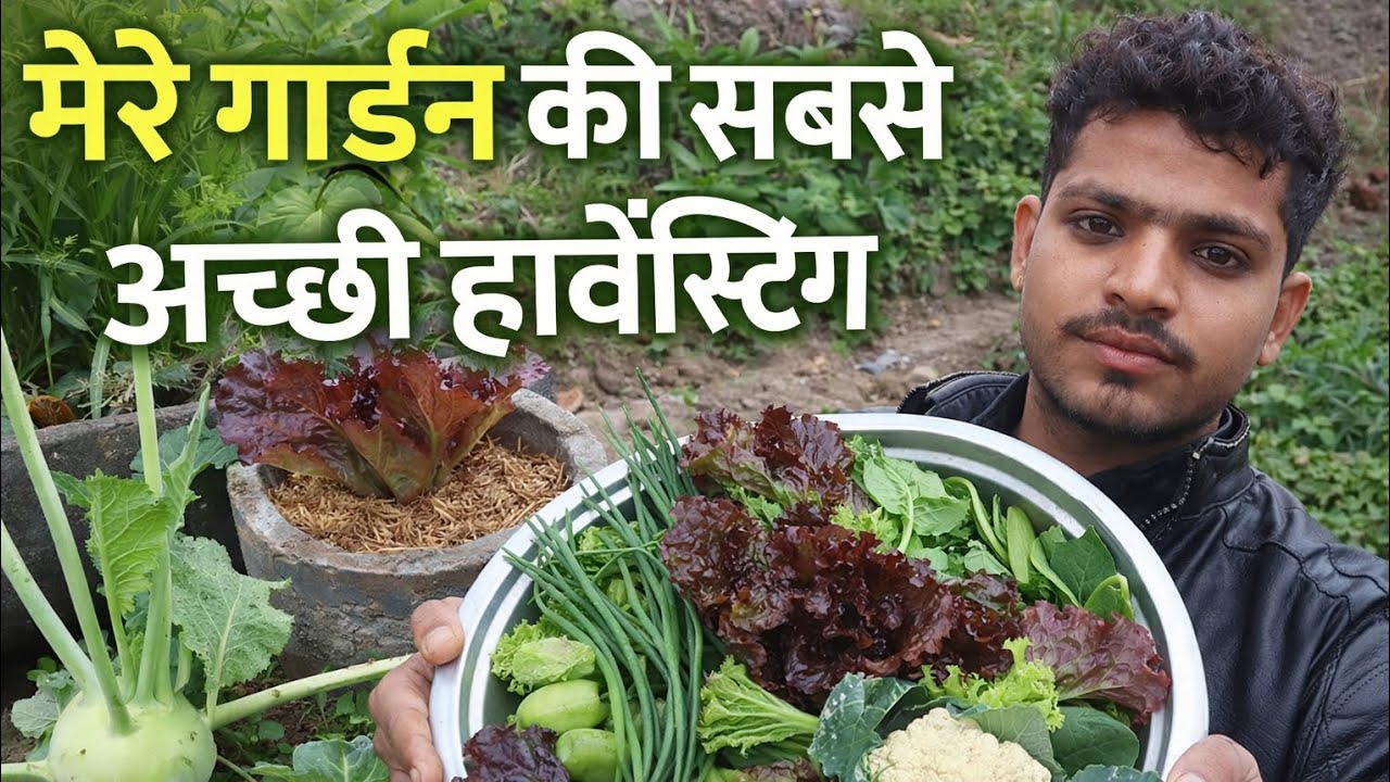 मेरे गार्डन की सबसे जबरदस्त हार्वेस्टिंग 😍 | Today Harvest from Home Garden