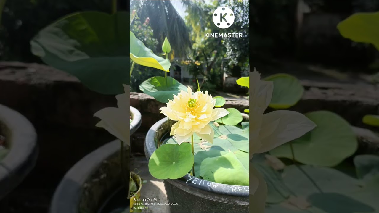 Water Garden 