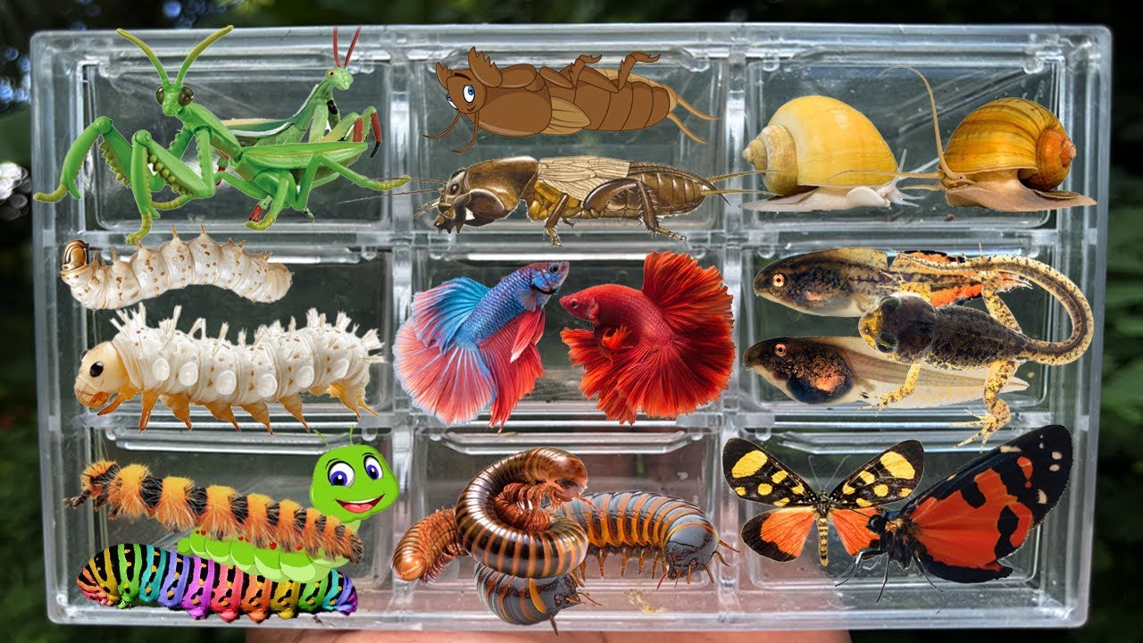 I Catching insects in the garden, I got Mantis, Caterpillars, Larva White,Tadpoles, Betta fish,