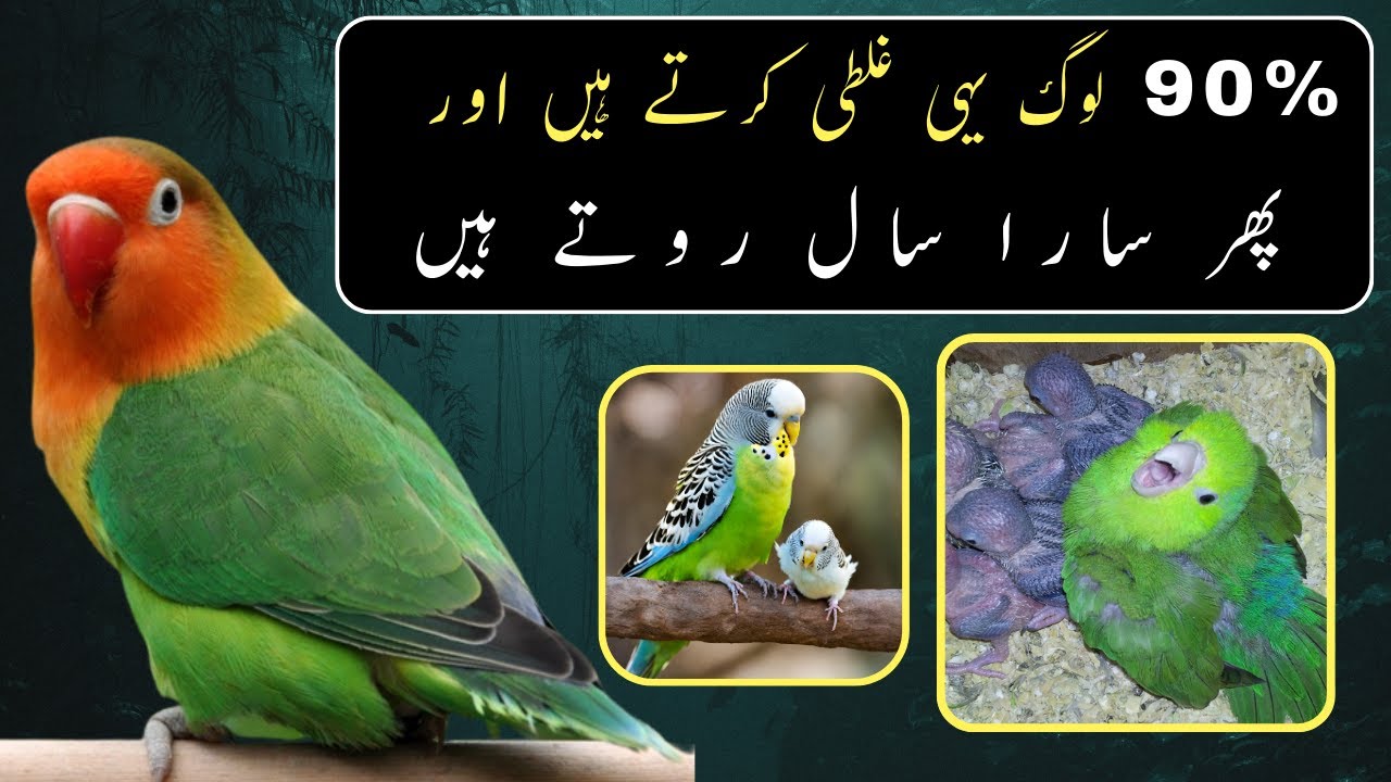 How to protect our budgies, lovebirds and cockatiel for any disease during Breeding Setup