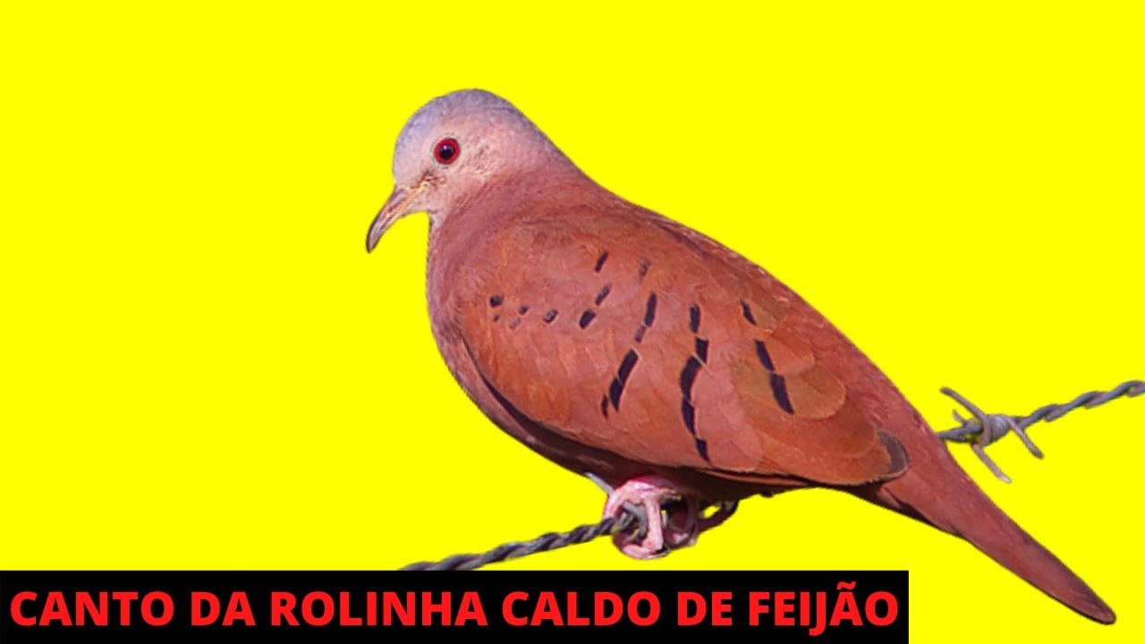 ROLINHA CALDO DE FEIJÃO CANTANDO MUITO  -  CANTO DA ROLINHA CALDO DE FEIJÃO NA NATUREZA