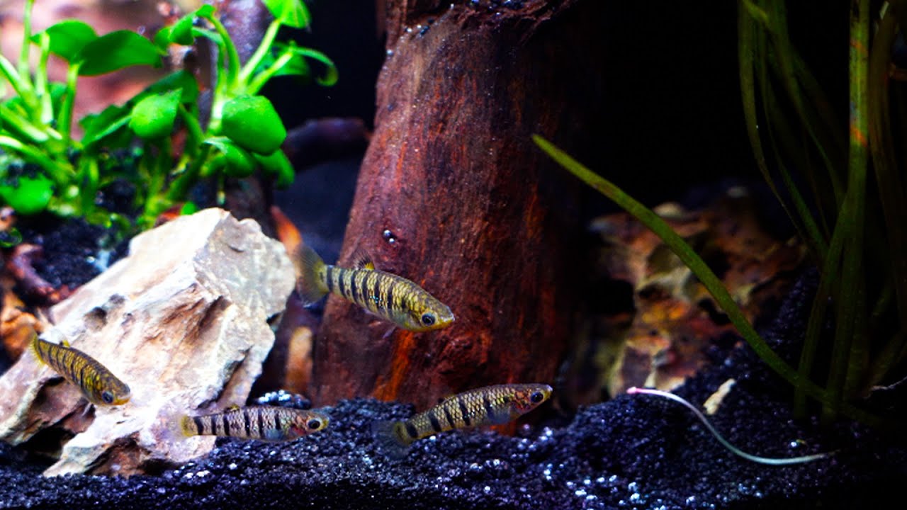 A Cool Water Nano Aquascape for Some Great Fish!