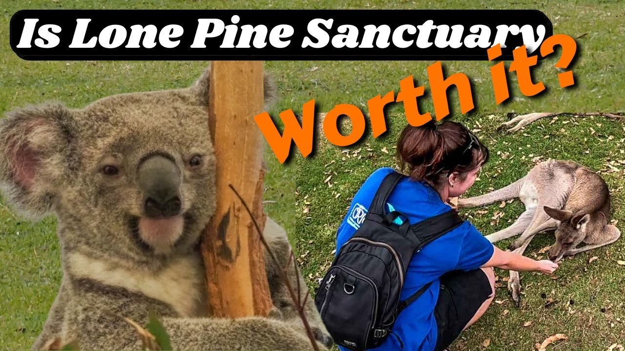 Стоит ли посещать заповедник коал Lone Pine в Брисбене?