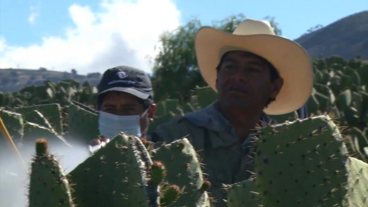 El Nopal Tunero - Documental CULTIVOS EJEMPLARES DRAGON #SoyDragon