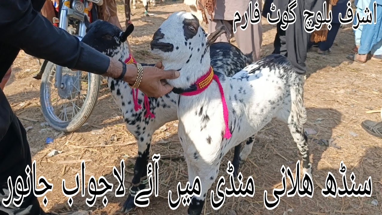Sindh Halani Bakra Mandi 2026 | Desi Goats & Village Life