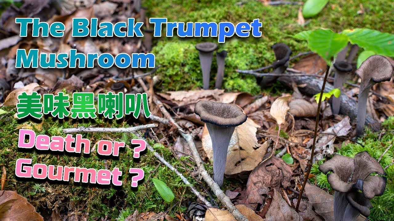 The Mushroom of Death!💀💀💀 – Black Trumpet Mushroom, An Excellent Choice Edible