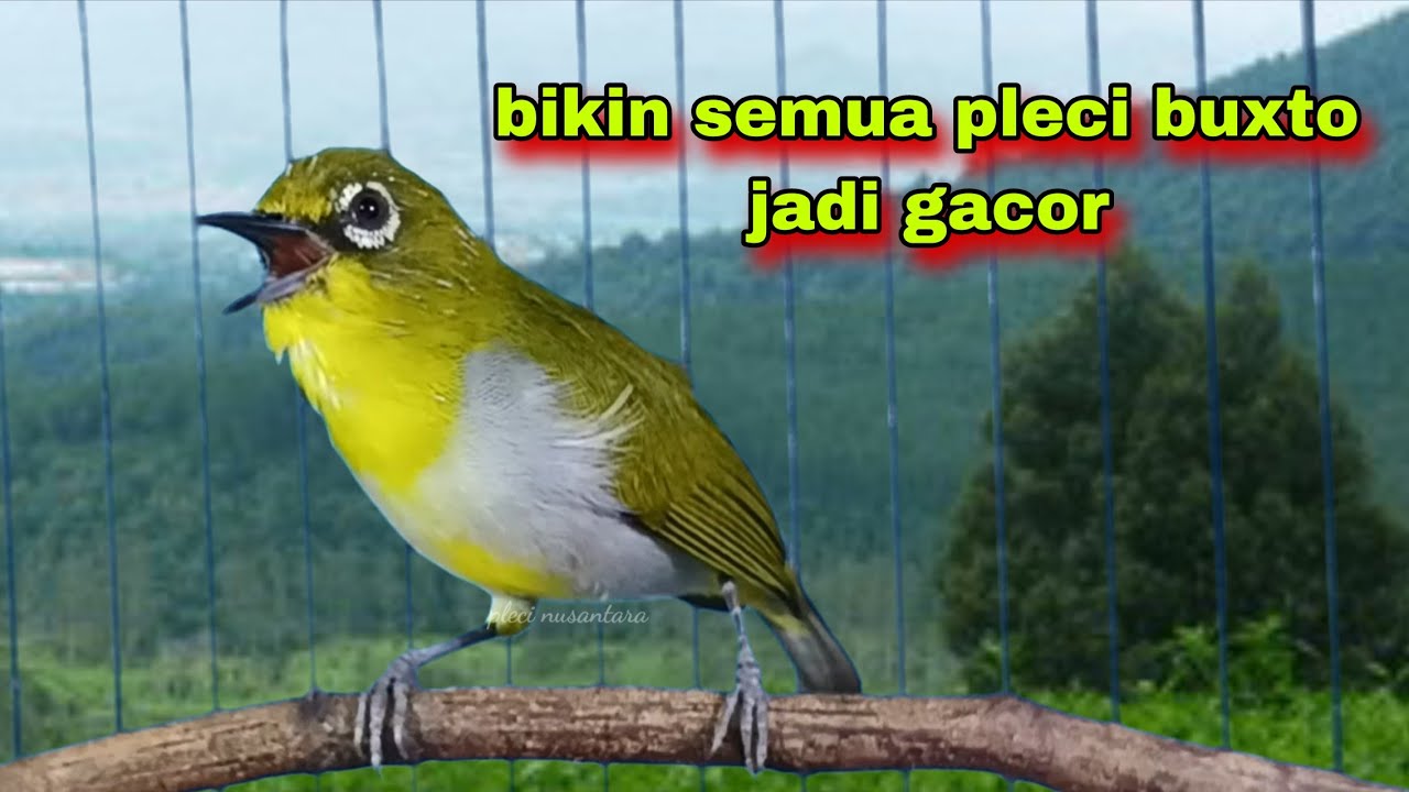 Suara Burung Pleci Gacor,Bikin Semua Pleci Bustomi Gacor