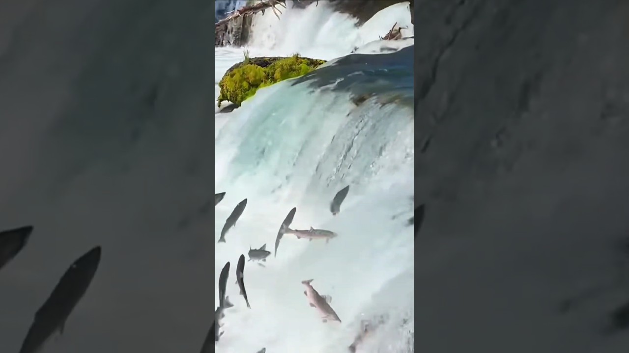 Why Rivers Have &ldquo;Stairs&rdquo; for Fish 🐟 | Fish Ladder Explained #shorts
