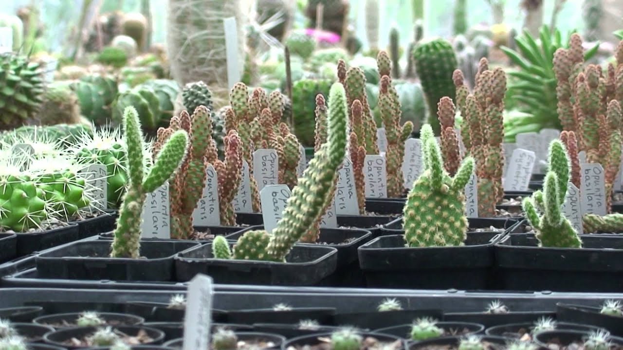 Bob Mitchell and his plants
