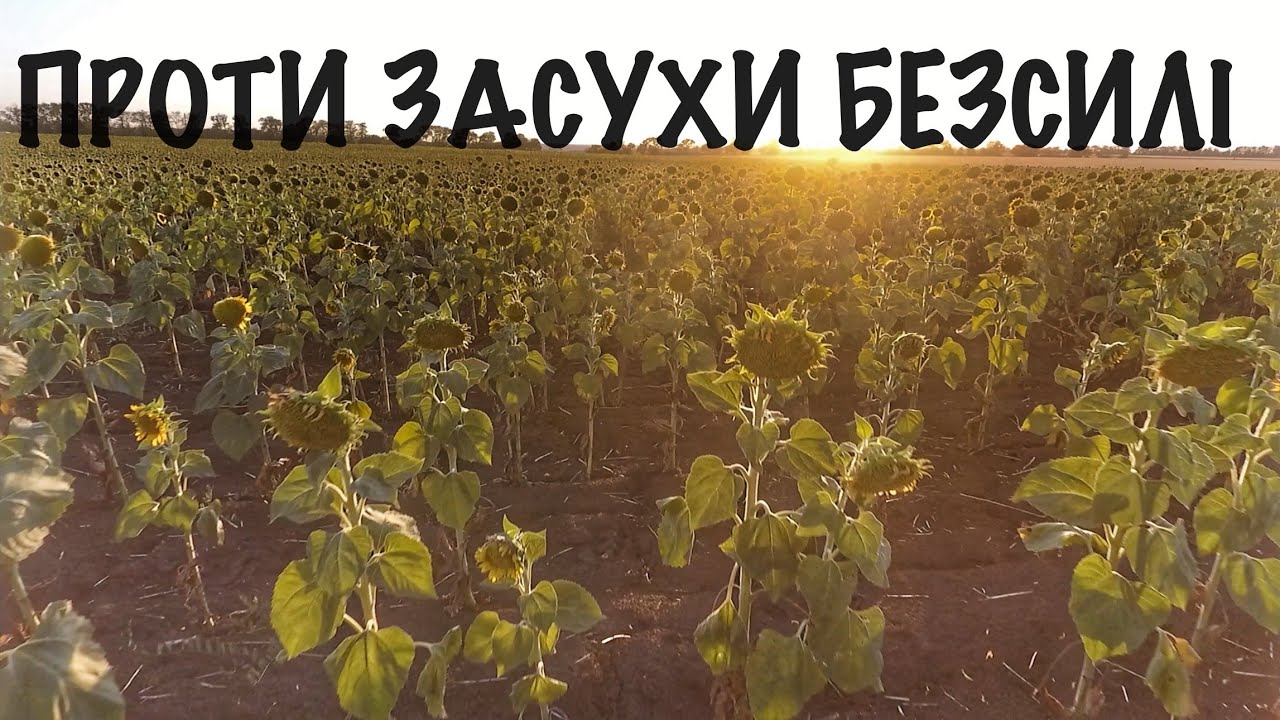Останнє відео з соняшником🌻Засухі ніщо не може протистояти ❗️