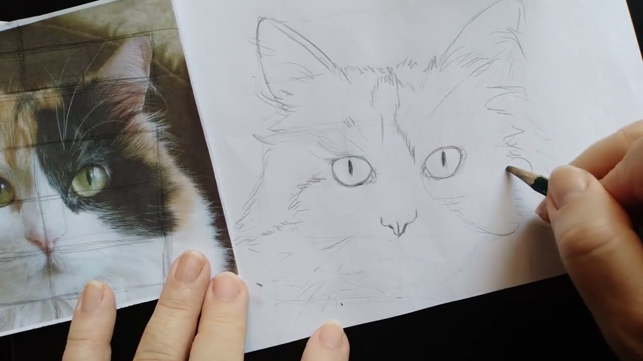 tutorial desenho realista gato tricolor: esboço