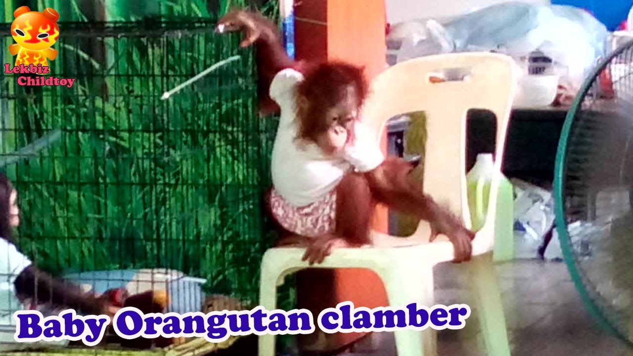 Baby Orangutan clamber the cage
