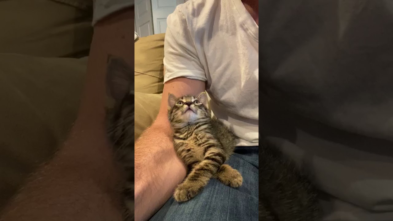 Guy asking kitten, how are you, and kitten responds.