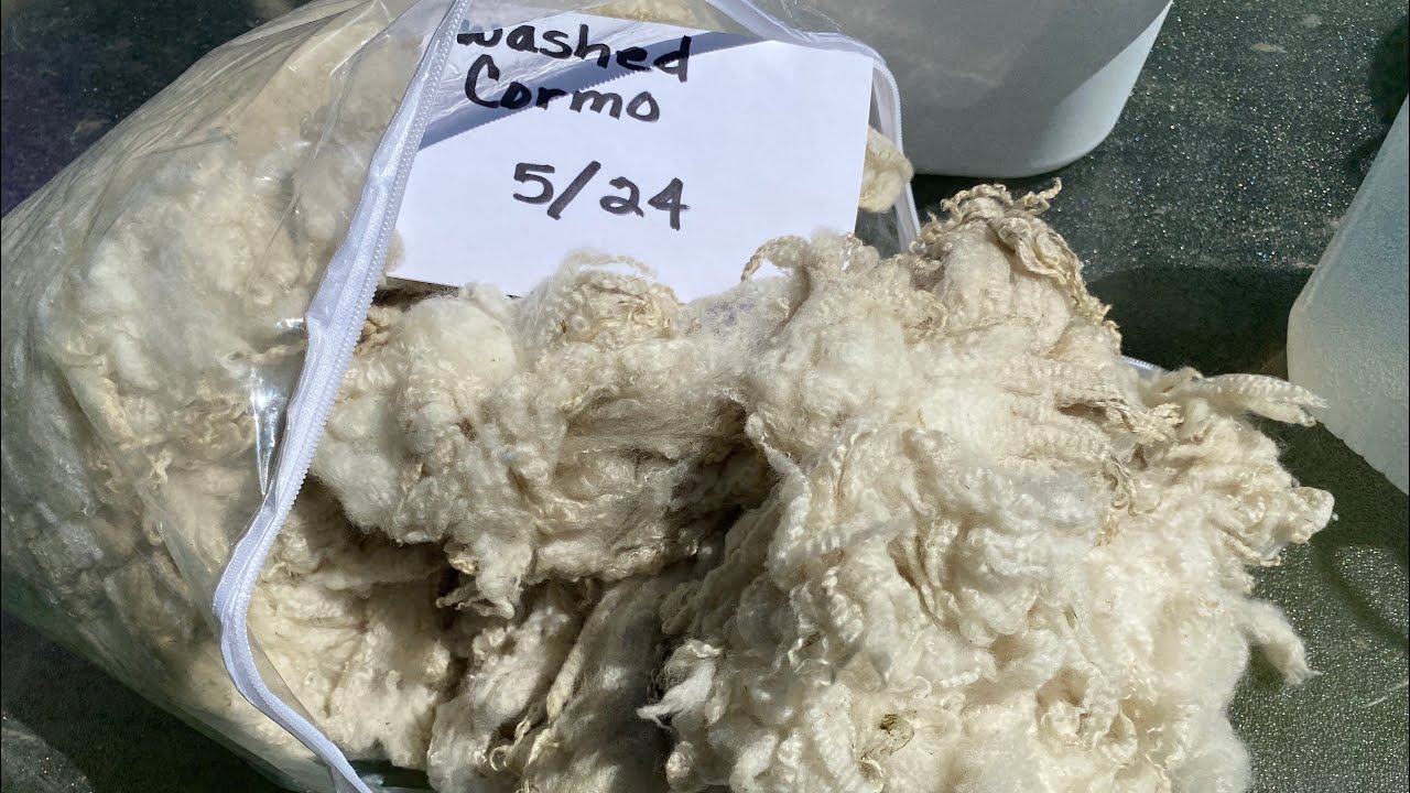 Washing and dyeing a Cormo fleece - outside setup