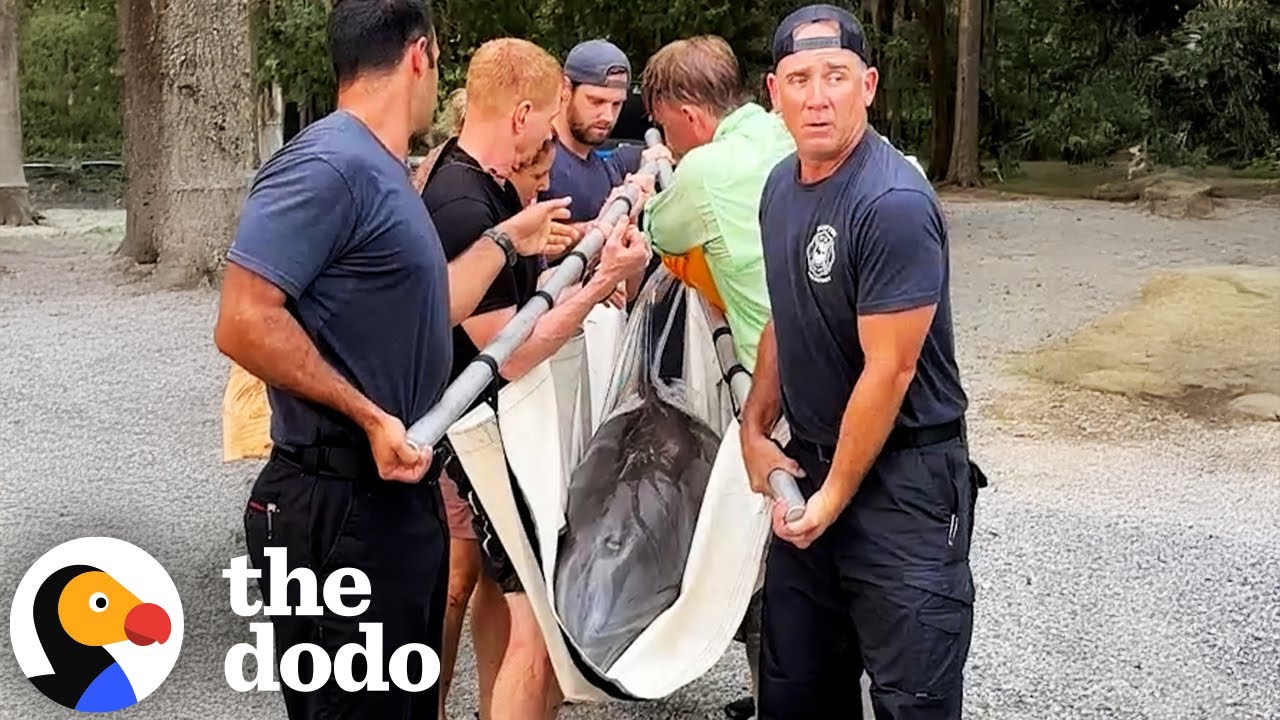 People Rescue 500-Pound Dolphin Stranded Miles Away From Ocean | The Dodo