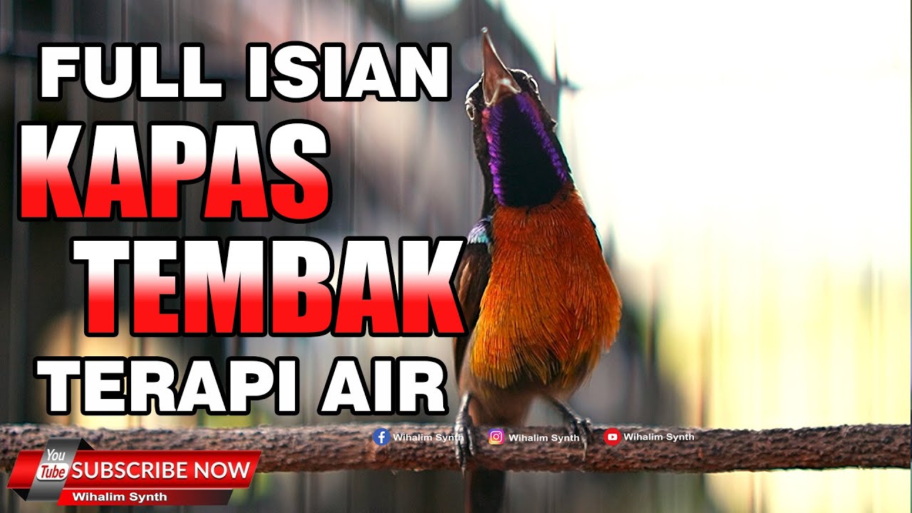 KONIN GACOR FULL ISIAN KAPAS TEMBAK - MANTAP BUAT MASTERAN PANCINGAN KONIN IKUT BONGKAR IKUT GACOR