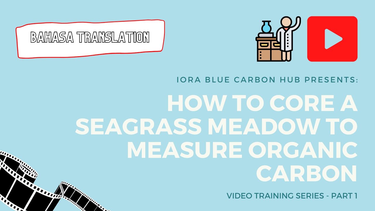 Video Training Series 1: Coring a seagrass meadow to measure organic carbon (Translated Version).