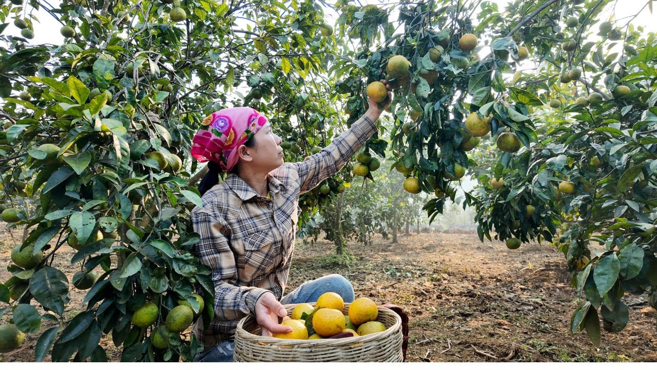 Single Mother Life | Harvesting Tangerines to Sell by the Roadside